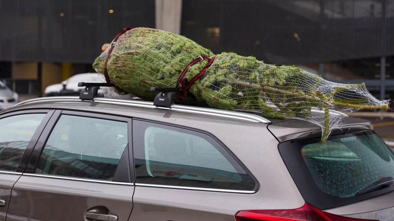 Falscher Christbaum-Transport kann zu Strafen führen