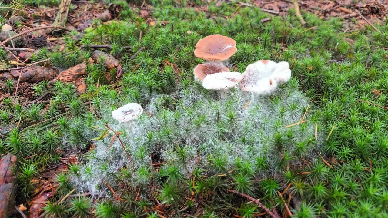 Dit witte goedje op paddenstoelen doet nuttig werk, weet boswachter Frans