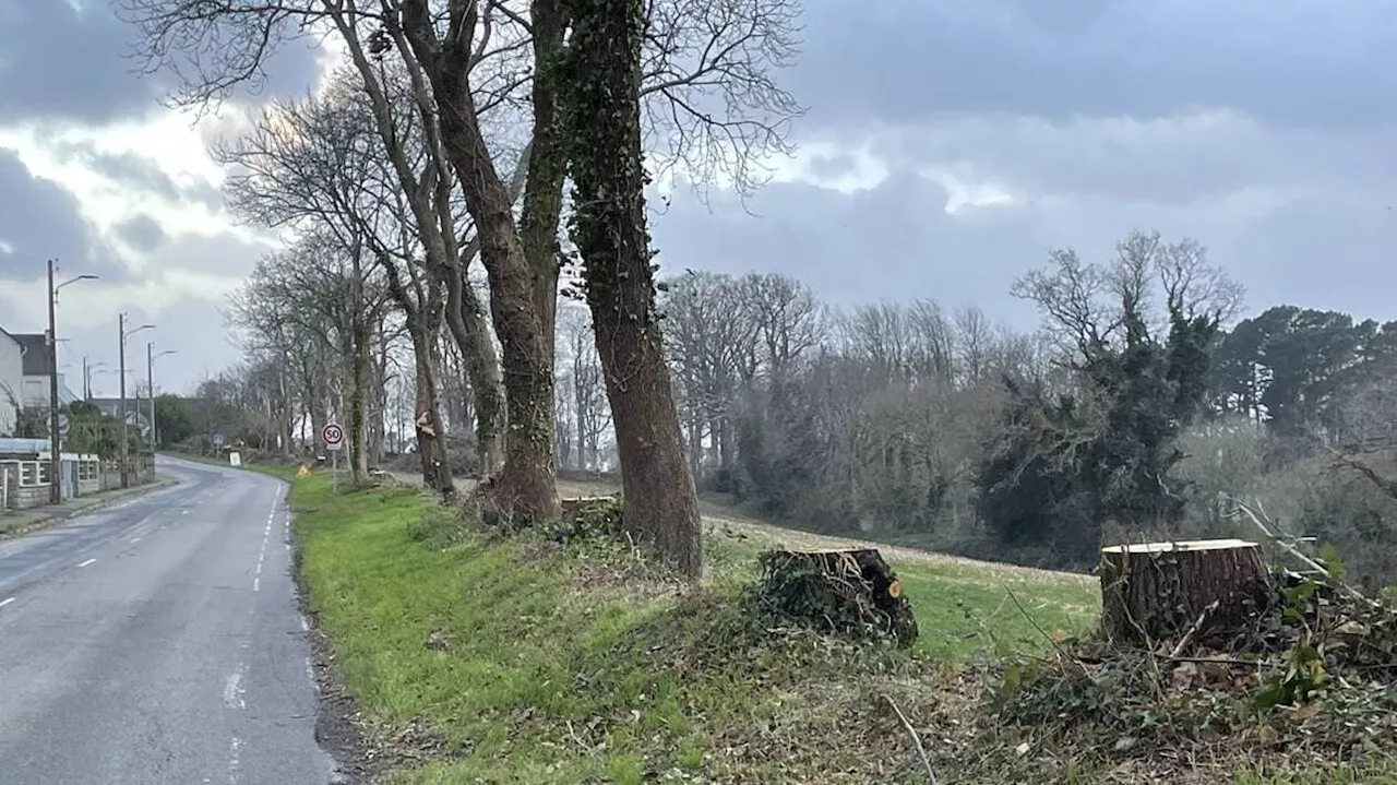 Arbres abattus route du Ris : Baie de Douarnenez environnement demande des explications