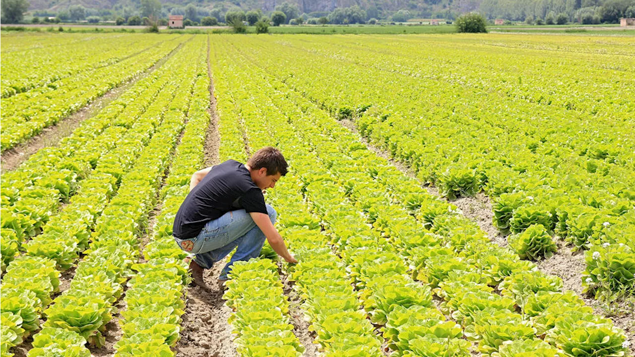 “Banca della terra”, la Regione mette all’asta i terreni: il 50% andranno ai giovani