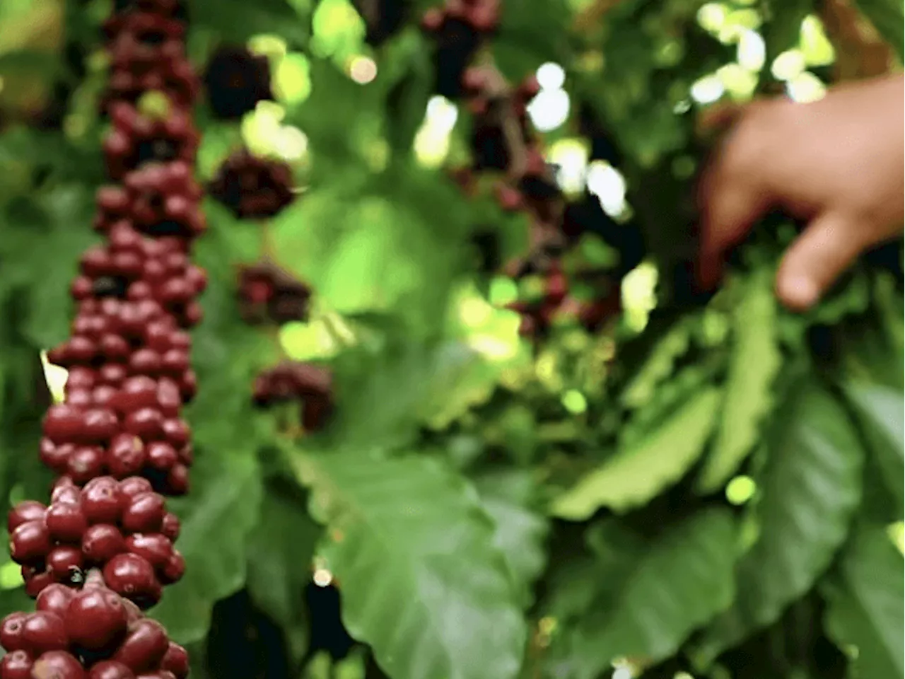 Café Amazônia: indígenas impulsionam a produção sustentável do grão premiado como o melhor do Brasil