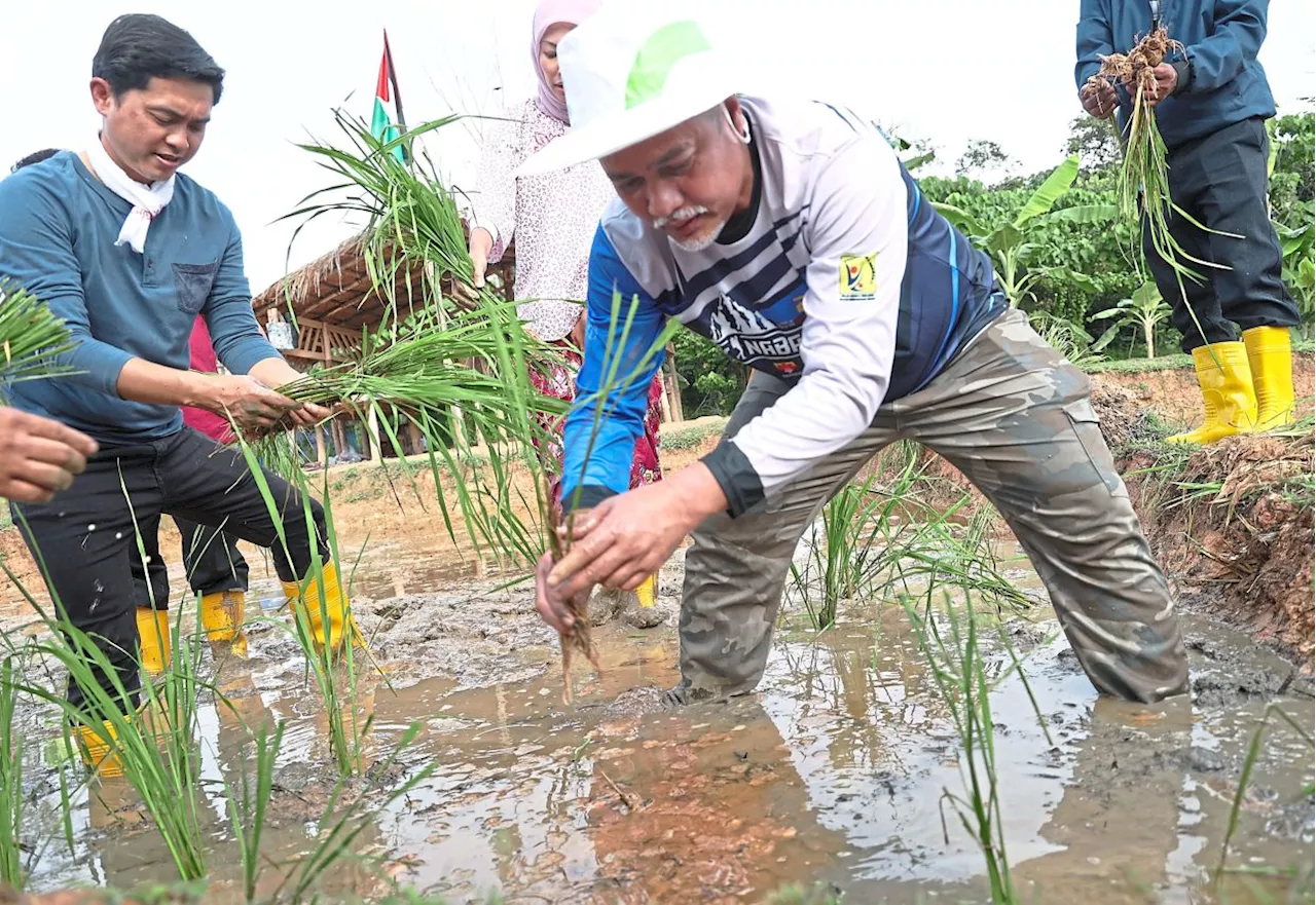 Cyberjaya’s urban padi field beckons tourists