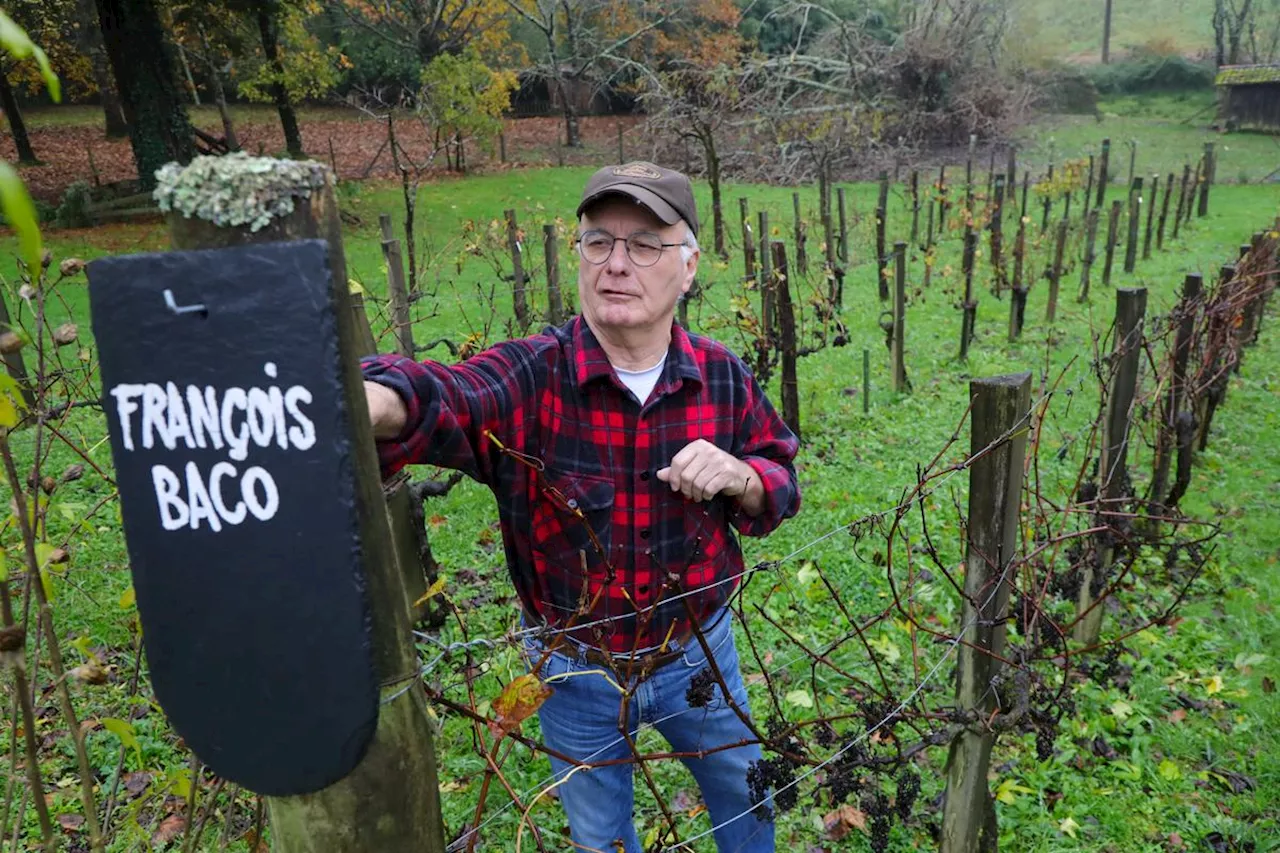 Il a donné son nom au cépage roi de l’armagnac : qui était François Baco ?