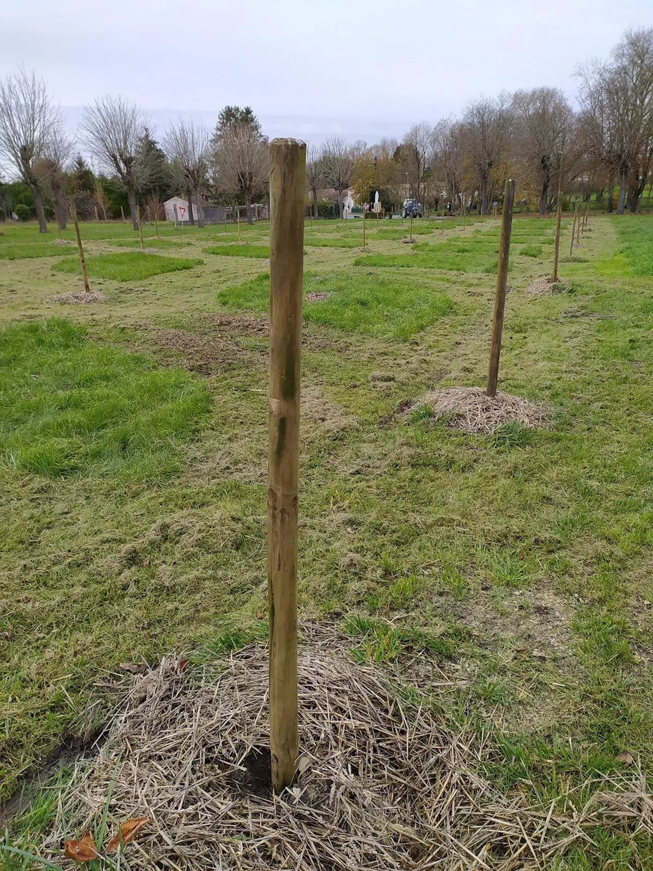 Pérignac : vendredi, plantation d’un verger à l’entrée du bourg