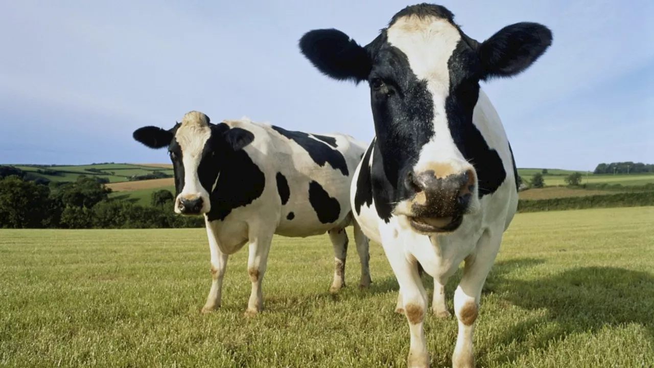 People are right to pour milk away - but they're doing it for the wrong reasons