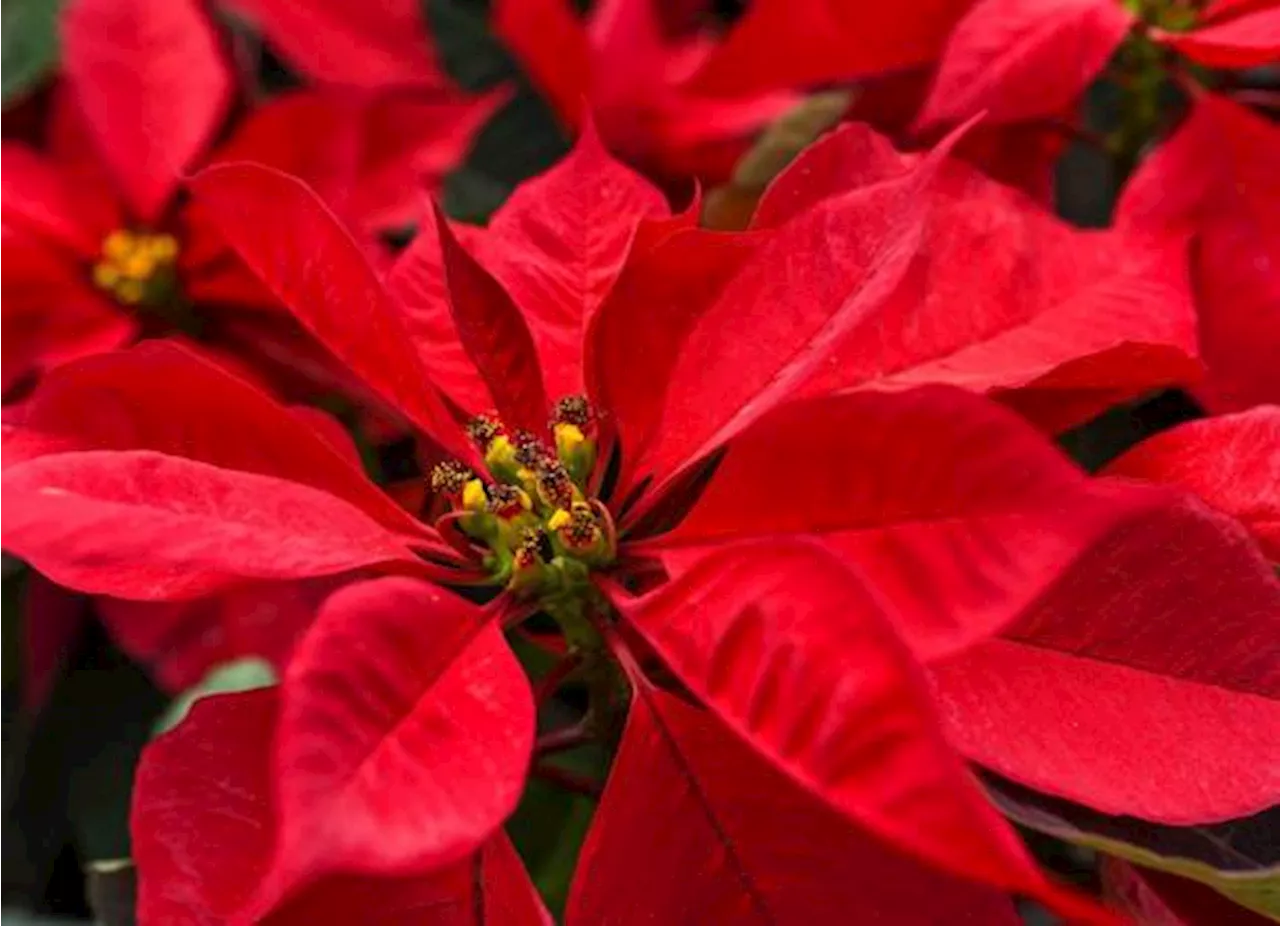 ¡Llévale una a tu mamá! ¿Cuándo es el Día de la Flor de Nochebuena, que sólo se celebra en México?