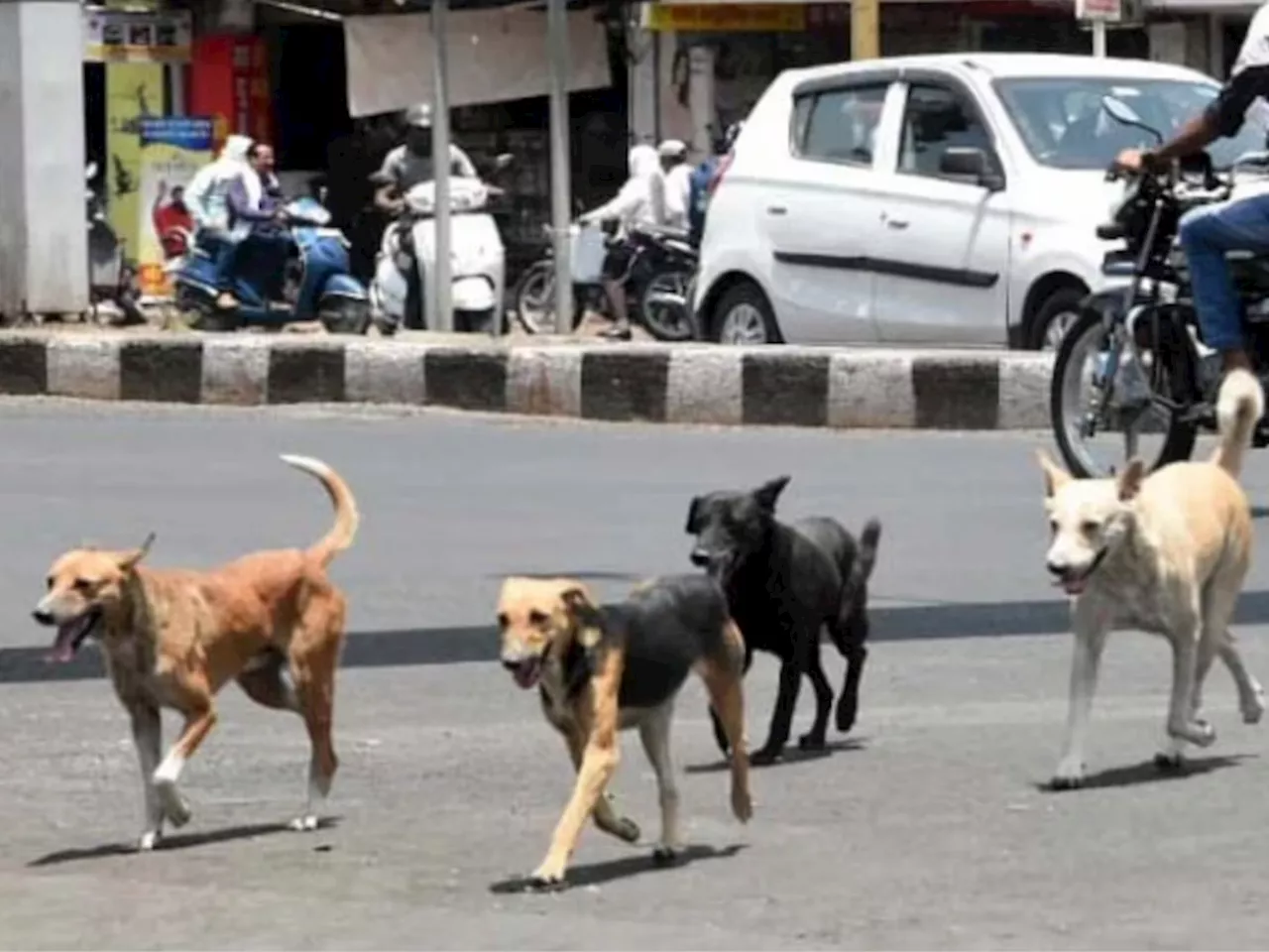 टिटवाळ्यानंतर आता लातूरमध्ये मोकाट कुत्र्यांचा उच्छाद, 3 वर्षाच्या मुलीला फरफटत नेले आणि...'