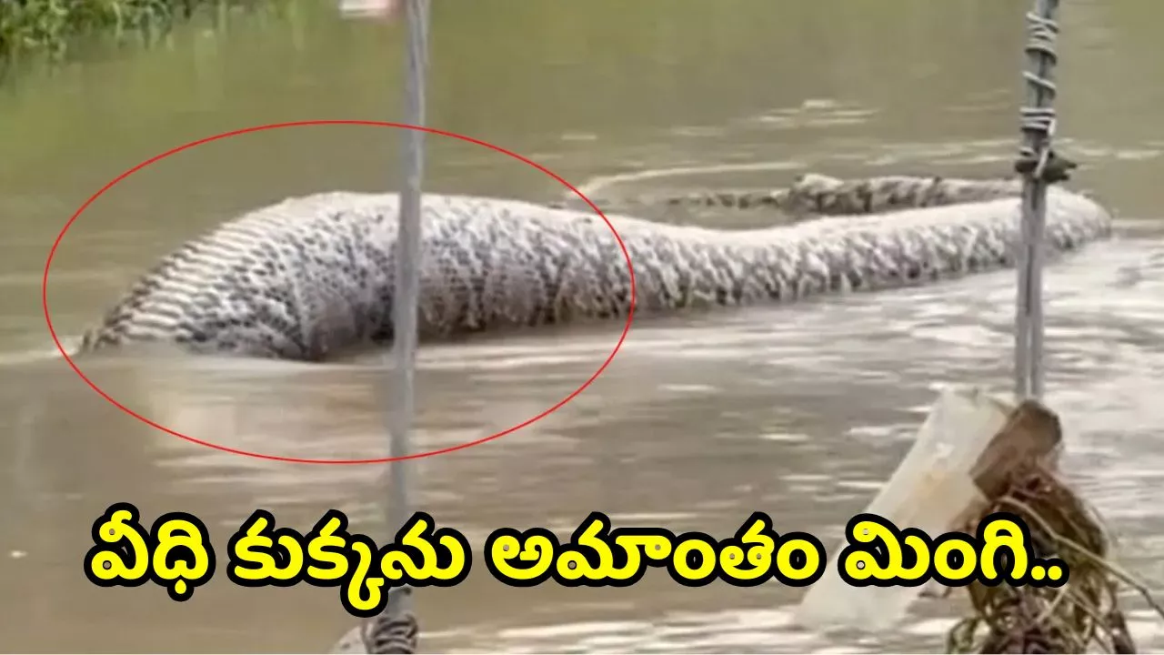 Anaconda Video: వీధి కుక్కను అమాంతం మింగి.. మురుగునీటి కాలువలో ఇరుక్కుపోయిన భారీ కొండచిలువ.. వీడియో ఇదే!