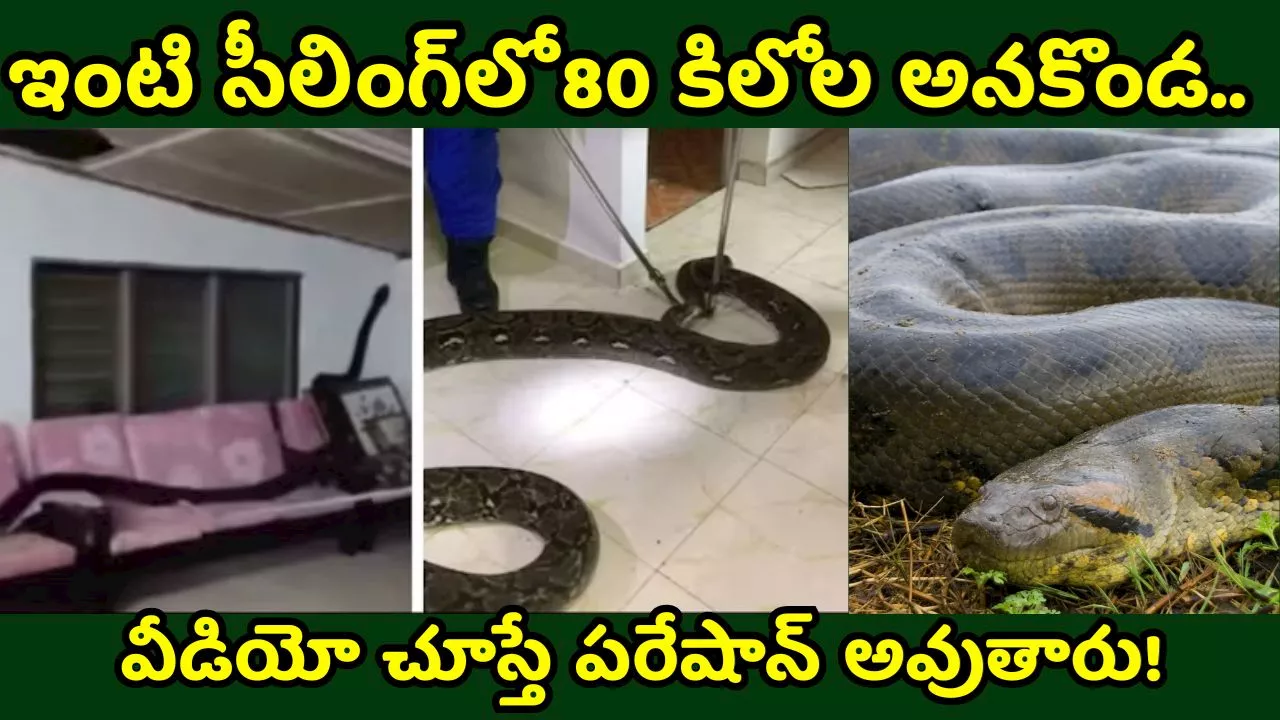 Giant Anaconda Video: బాప్‌రే..ఇంటి సీలింగ్‌లో 80 కిలోల అనకొండ.. వీడియో చూస్తే పరేషాన్ అవుతారు!