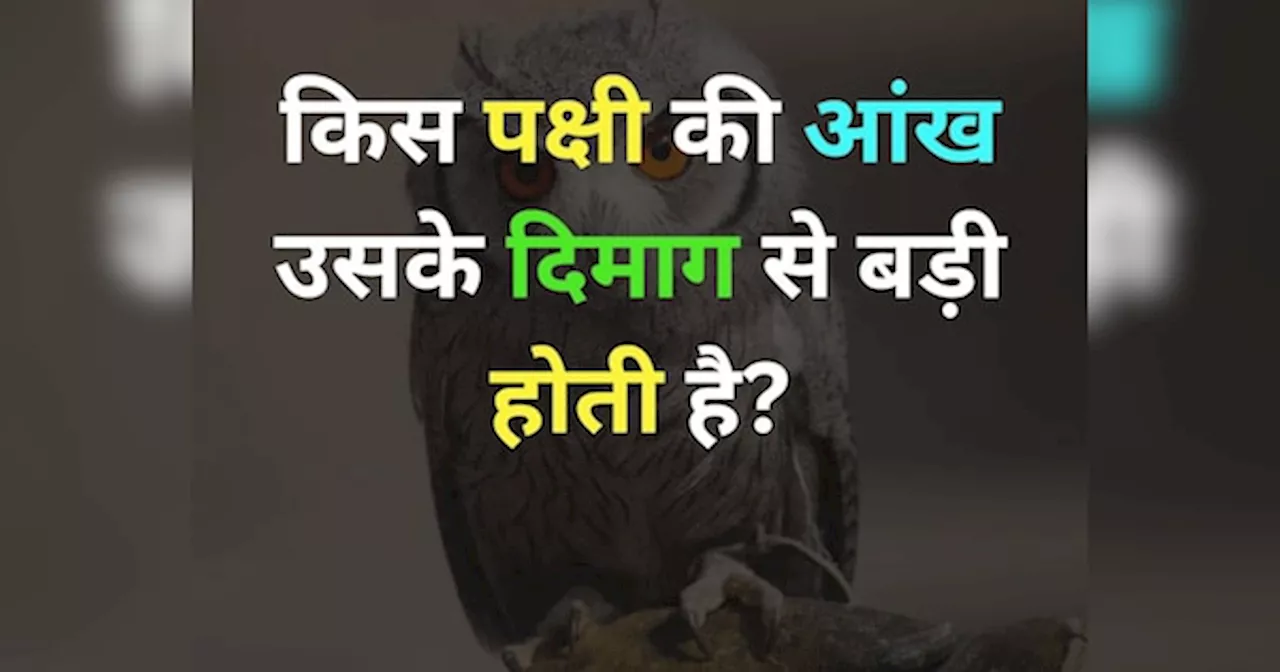 GK Quiz: किस पक्षी की आंख उसके दिमाग से बड़ी होती है?