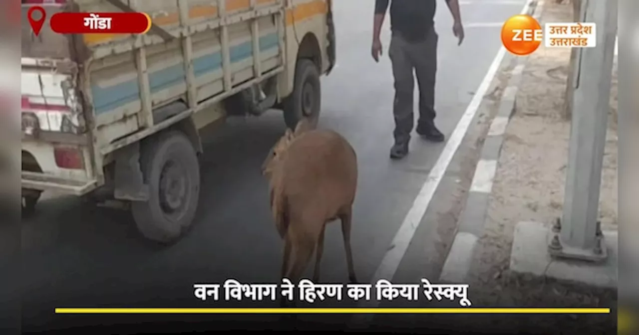 Video: गोंडा में सड़क पर हिरण ने लगाई दौड़, नजारा देख दंग रह गए लोग