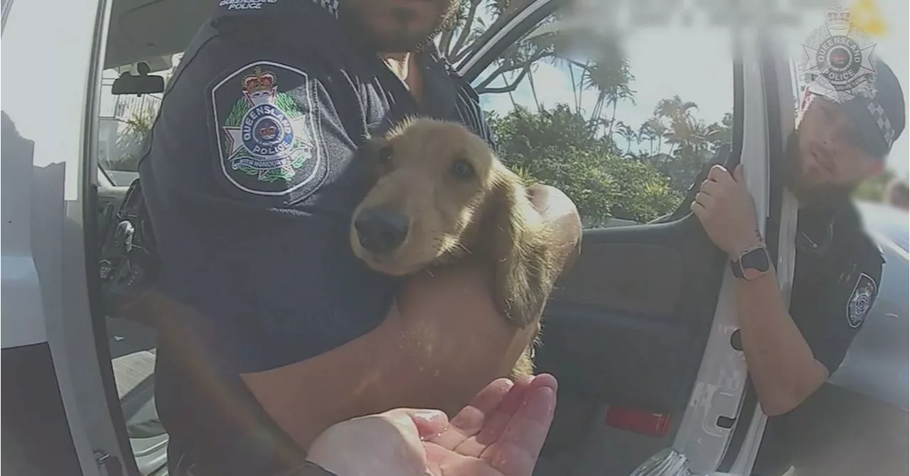 Hot car warning after dog rescued from scorching vehicle on Gold Coast