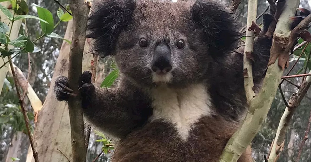 Sniffer dog helps identify new group of chlamydia-free koalas using DNA in their faeces