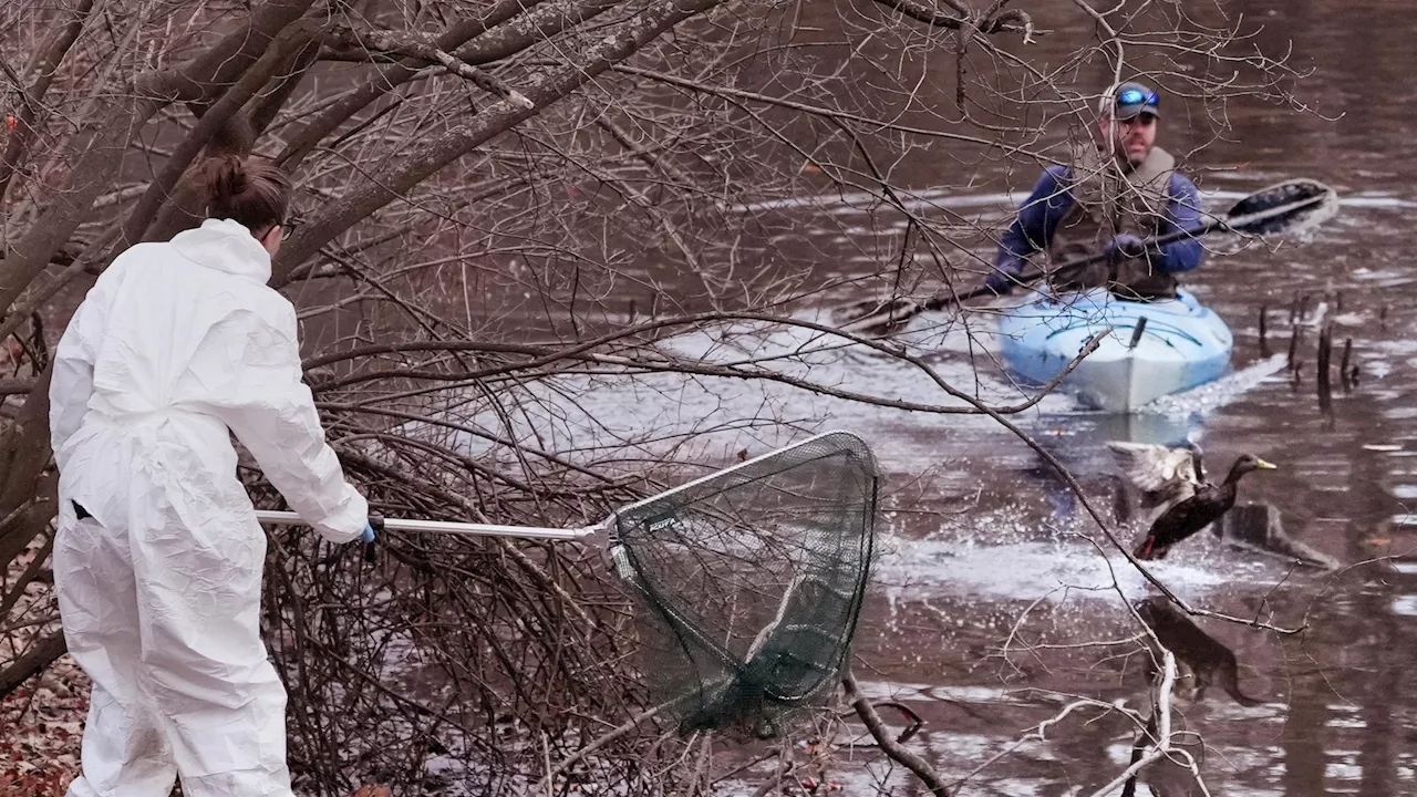 Rescuers rush to save geese, ducks soaked in oil spill in Boston river