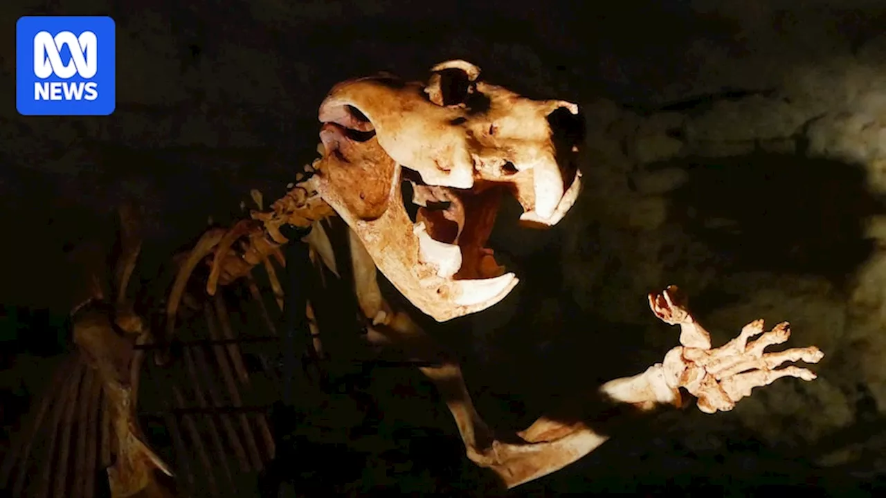 Complete marsupial lion skeleton replica on display in SA's Naracoorte Caves