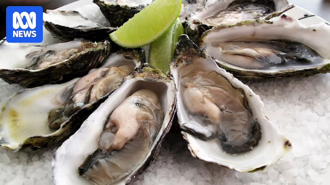 Oyster spat deaths at SA research facility to hurt breeding program, but not supply