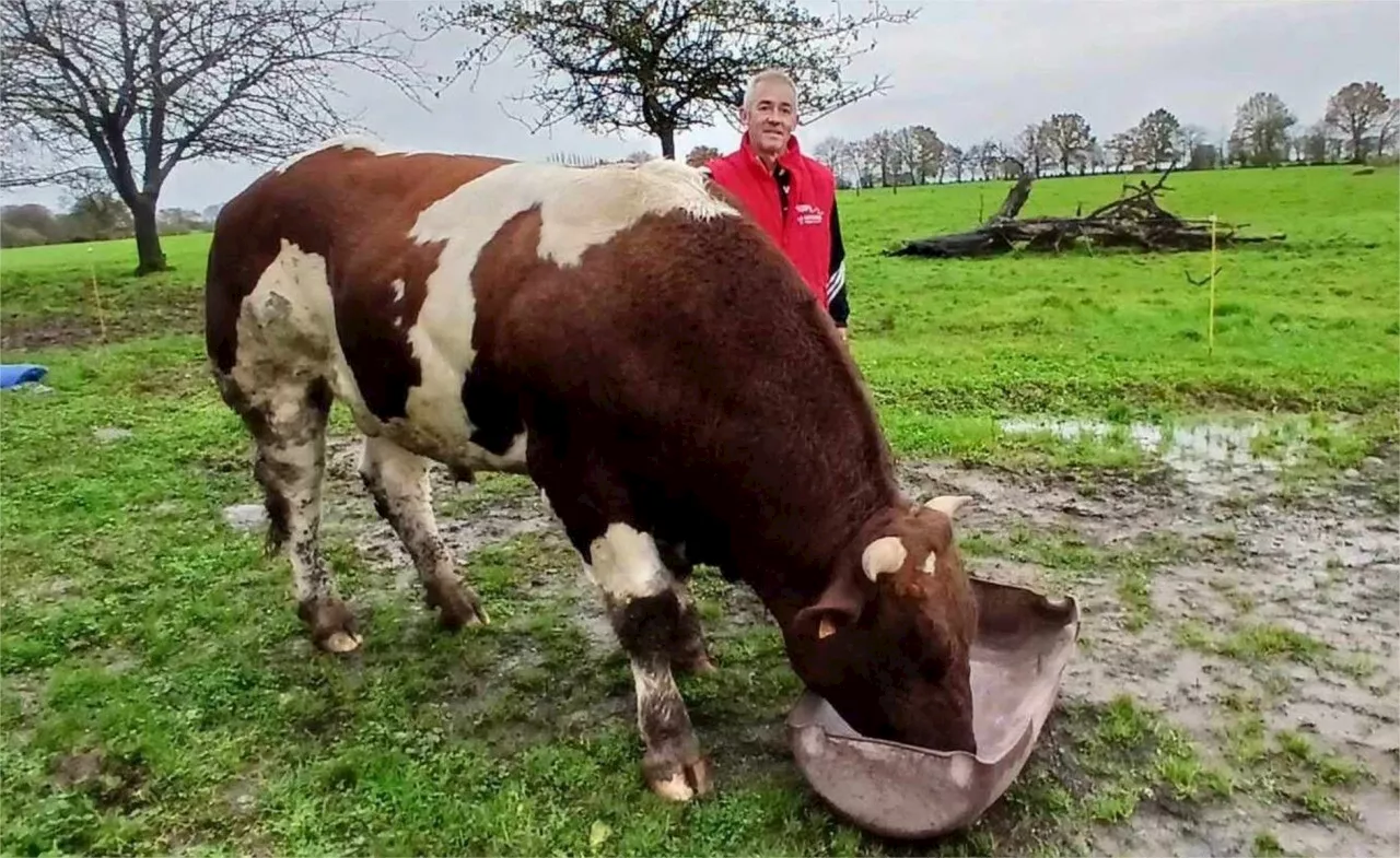 Son taureau Tibet pressenti pour le Salon de l'Agriculture de Paris en 2025