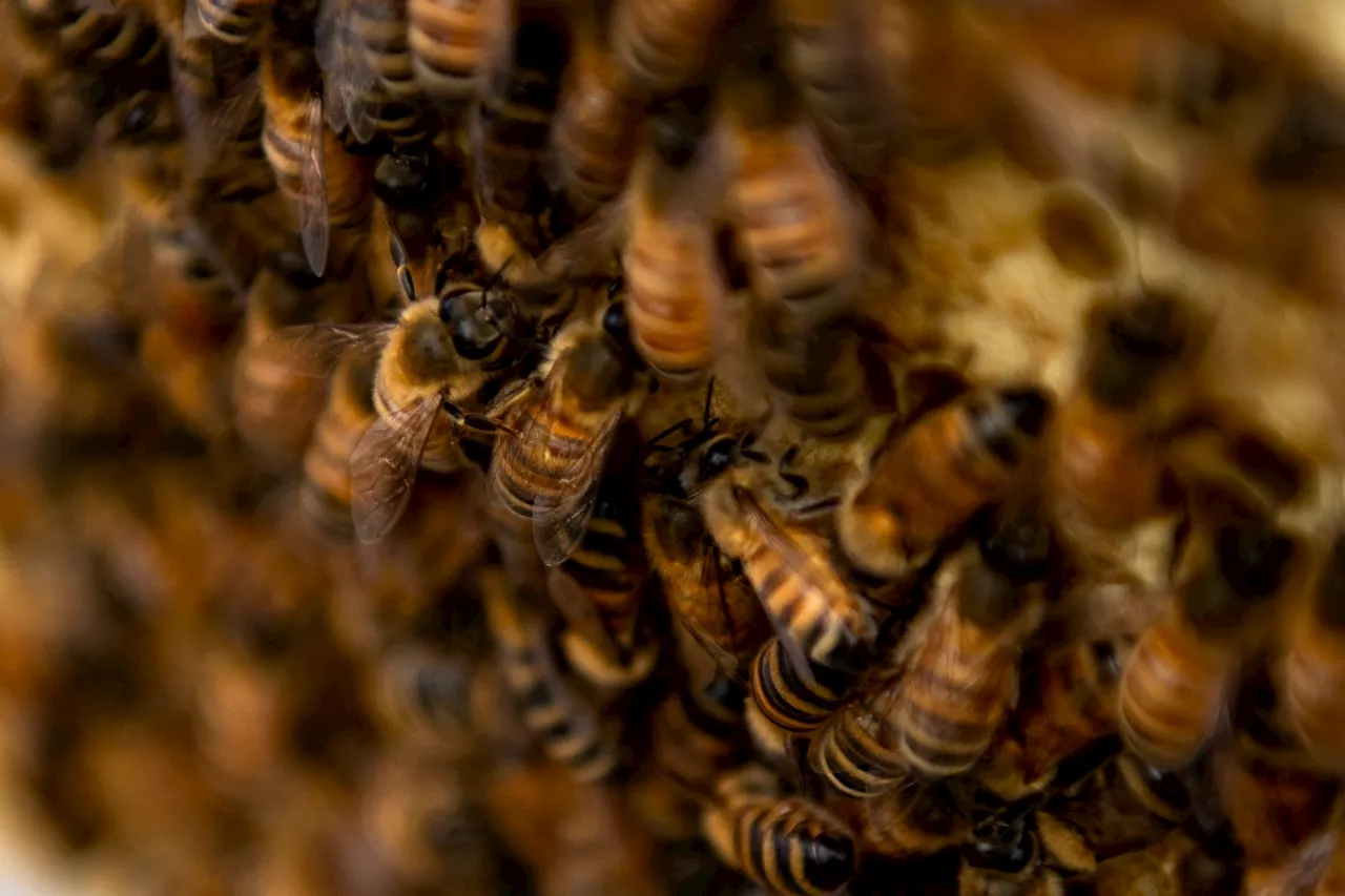 Bee colony losses in the U.S. reach alarming rate; Alabama fared better