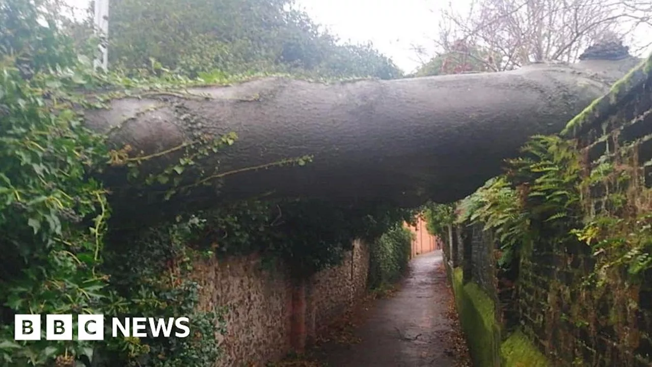 Dereham alleyway closed after tree falls on Grade II-listed wall