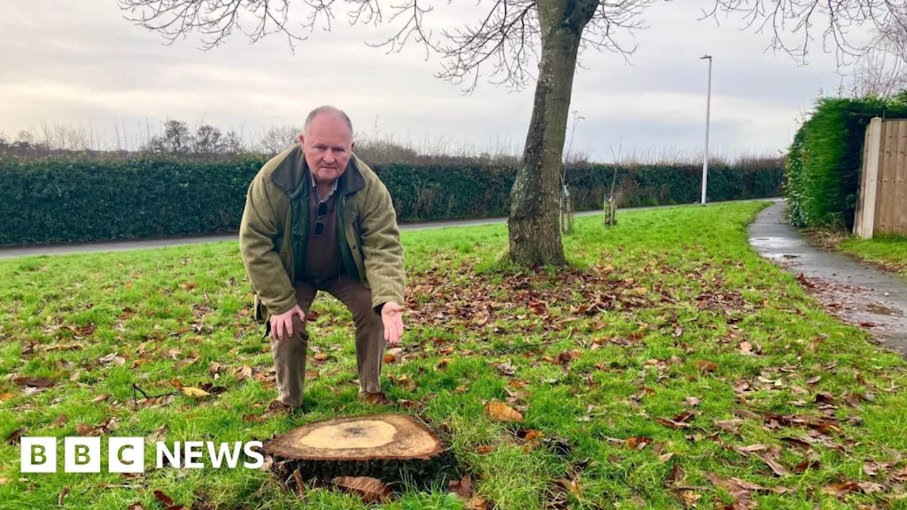 Shropshire Council sorry for wrongly felling oak tree