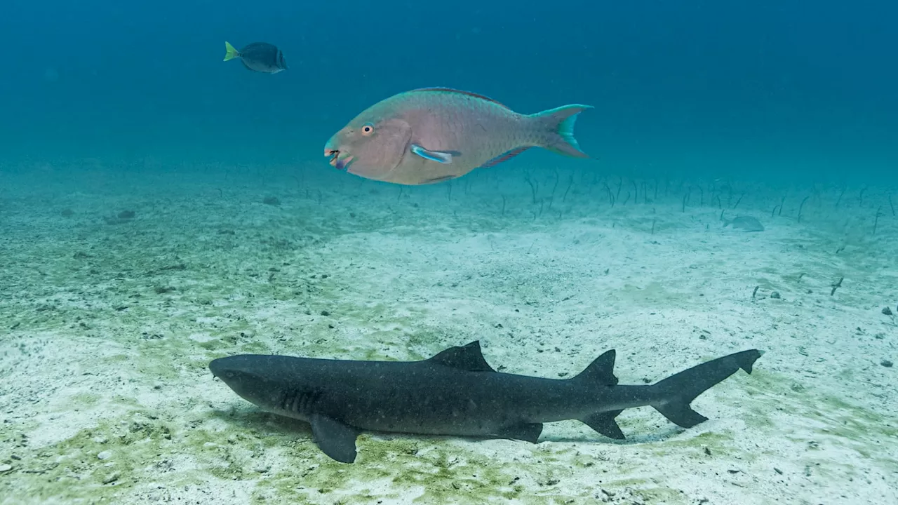 Le nombre de requins et de raies divisé par deux ces 50 dernières années, selon une étude