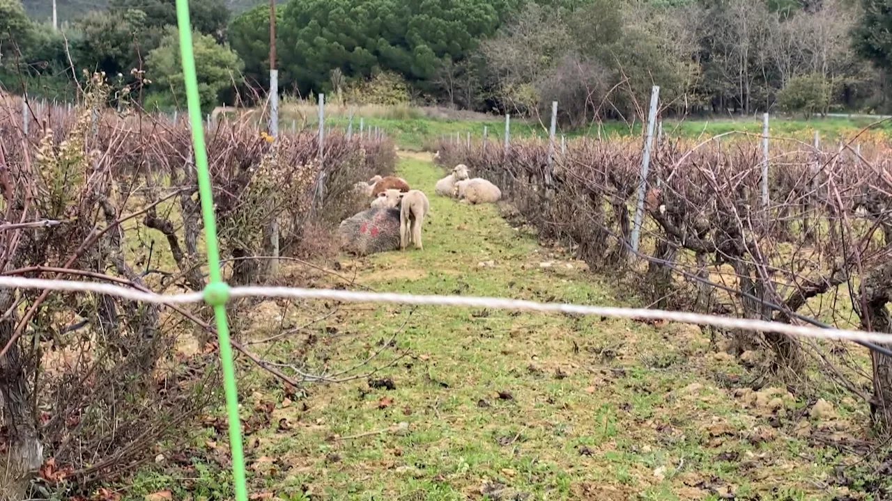 Var: un élevage ovin décimé à Bormes-les-Mimosas, une nouvelle attaque de loups suspectée