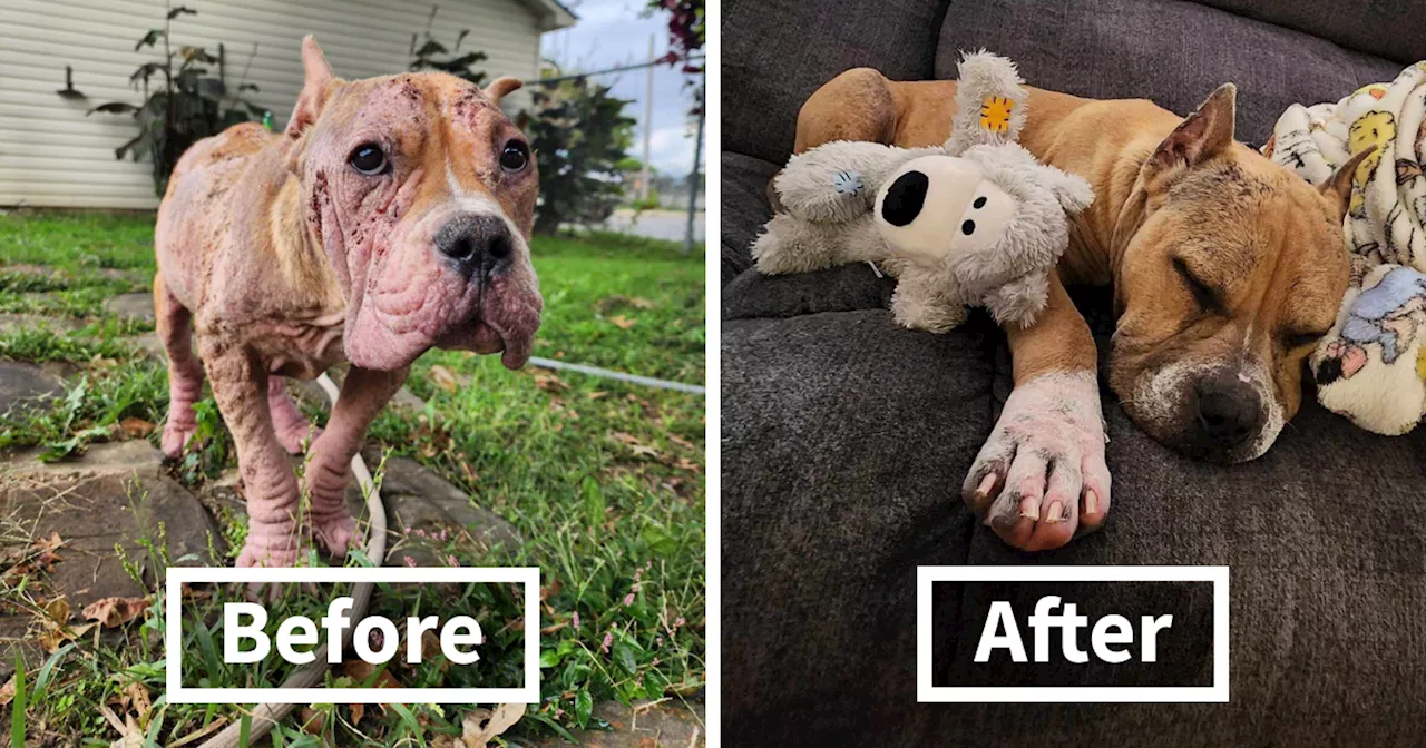 Hairless Stray Dog Undergoes Incredible Transformation And Finds A New Loving Family