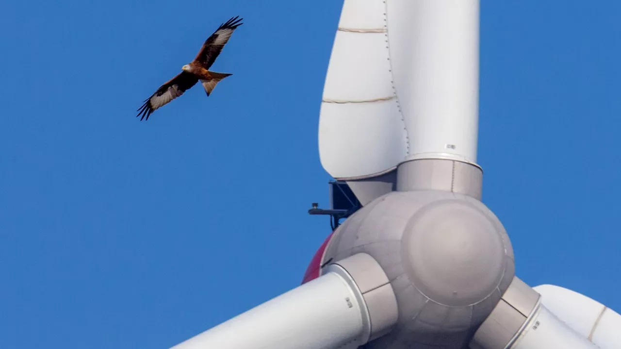 Windkraft und Vogelschutz – neue Technik kann helfen