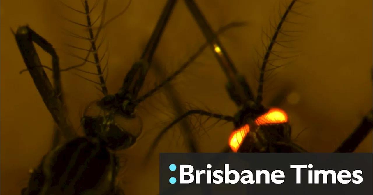 The fluorescent red mozzies that could protect us from other blood-hungry biters