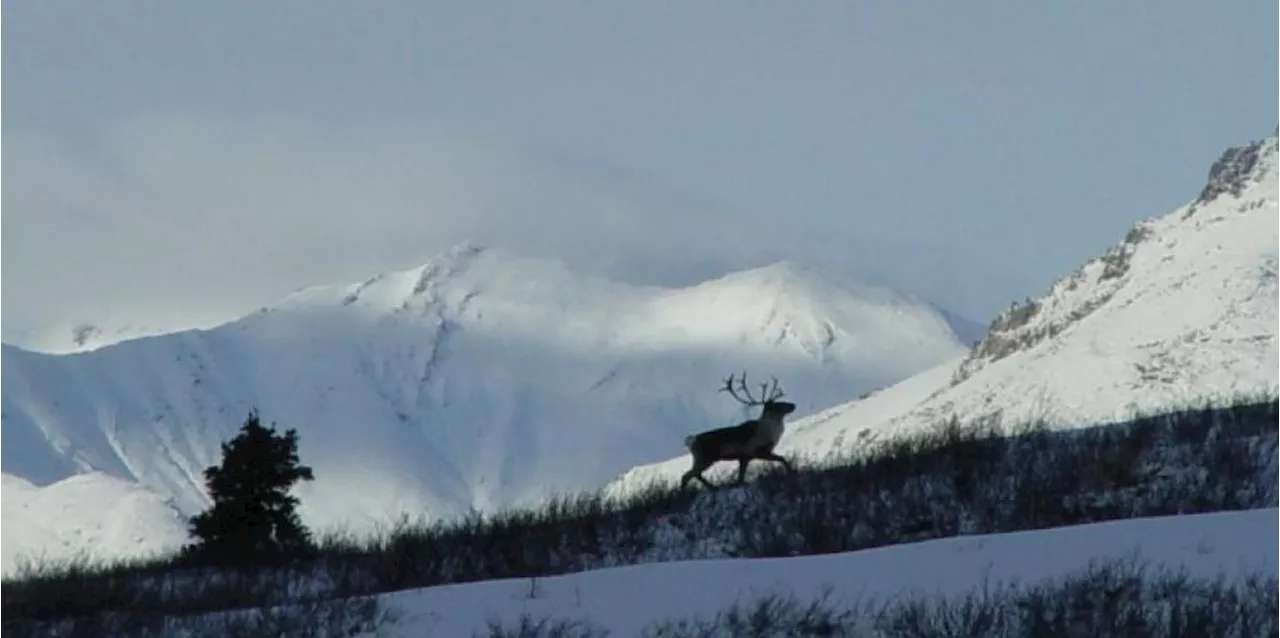 Green, Indigenous Groups Warns Arctic Still at Grave Drilling Risk When Trump Returns