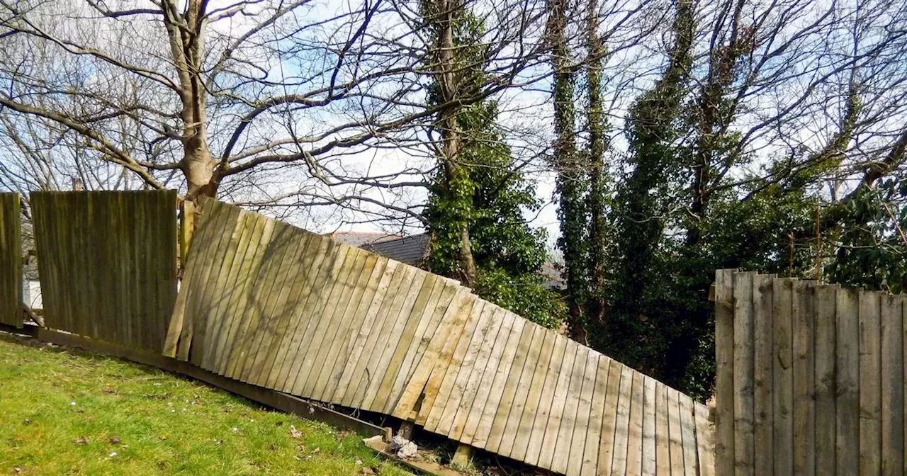 Amazon shoppers hail £22 garden fence repair tip that mends 'any size and shape'