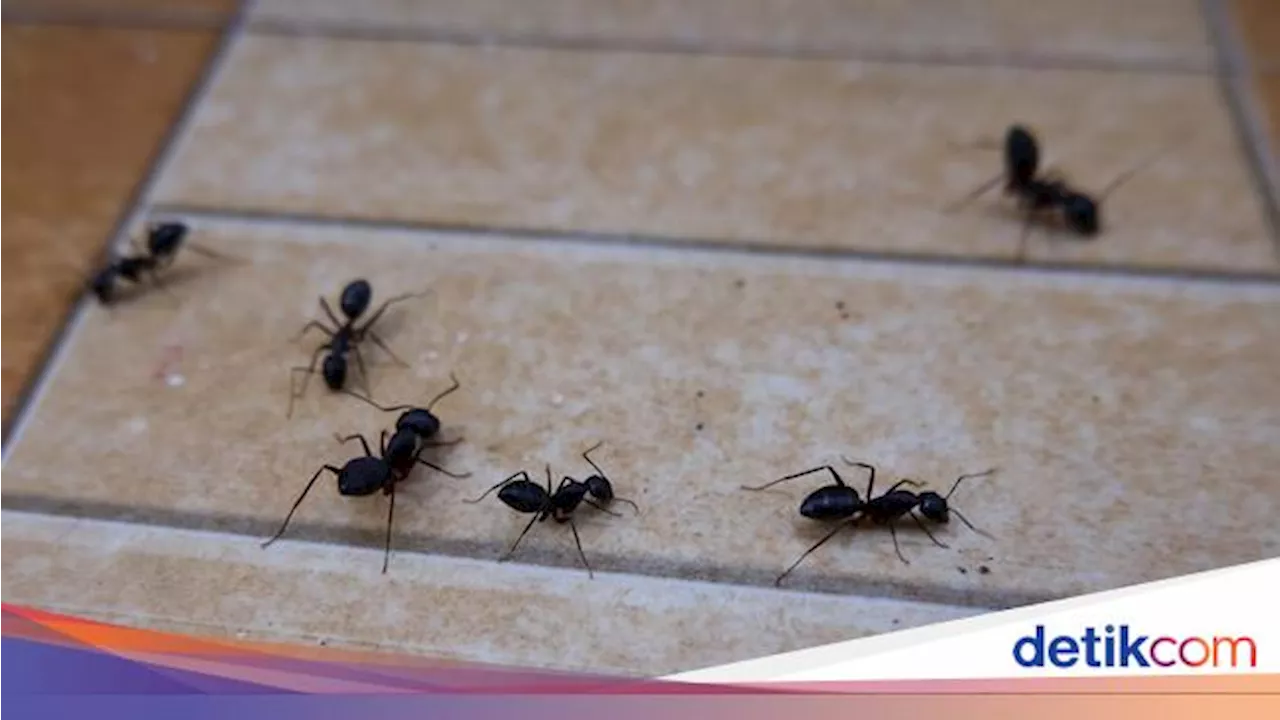 Kenapa Semut Suka Tiba-tiba Muncul? Ini Penyebab dan Cara Atasinya