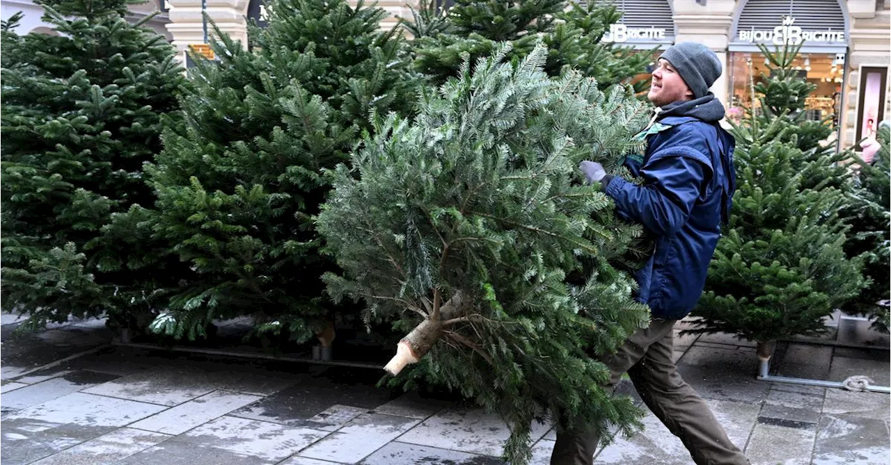 Wie man nachhaltige Christbäume erkennt