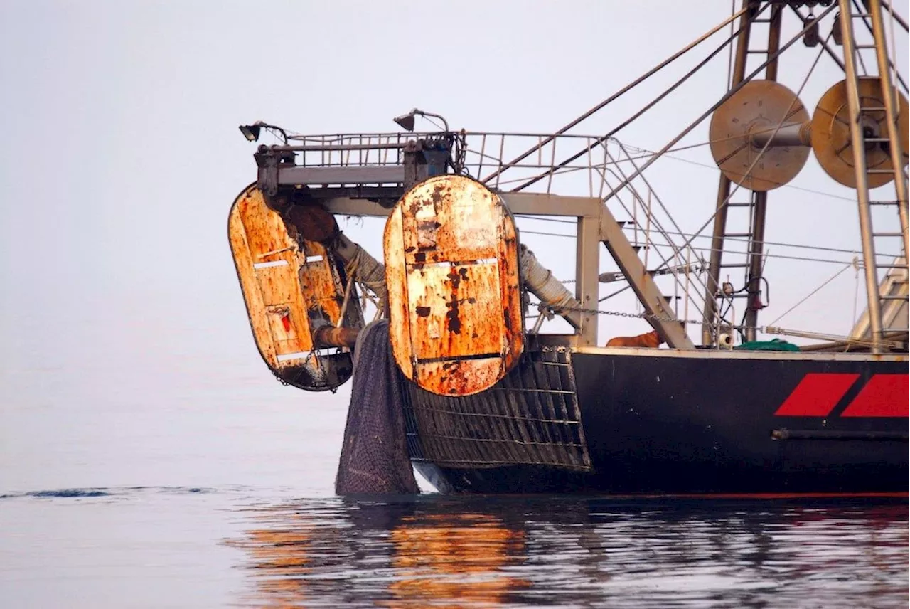 España se prepara para duras negociaciones con Bruselas por los drásticos recortes propuestos para la pesca en el Mediterráneo