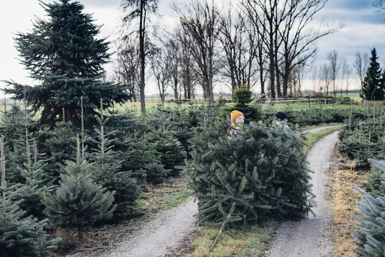 Weihnachtsbäume: Die besten Kauf- und Pflegetipps