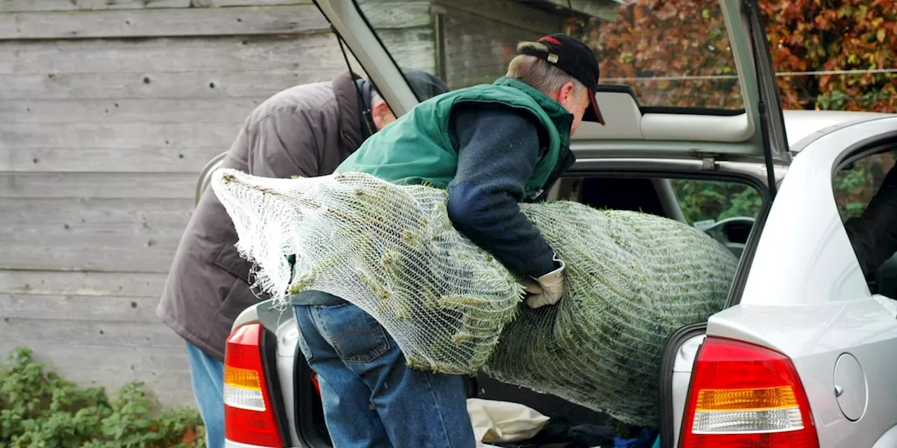 Viele machen es: Wie Sie Ihren Christbaum nicht ins Auto legen sollten