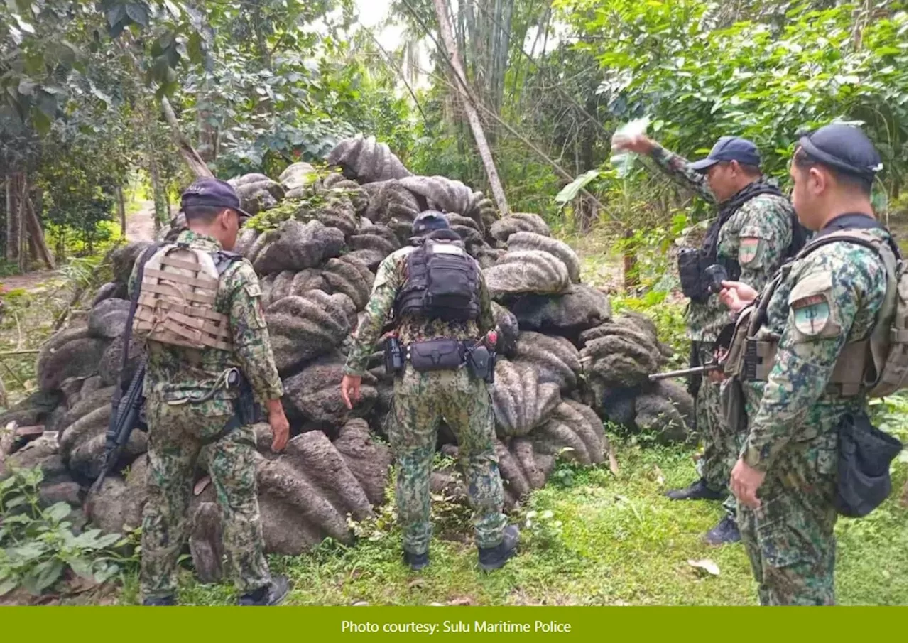 Mga higanteng taklobo na aabot sa P45M ang halaga, nabisto sa Sulu