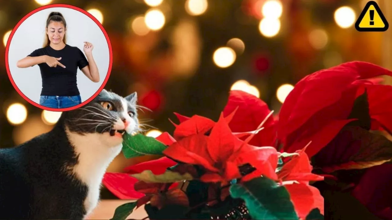 Día nacional de la nochebuena: en estos casos esta flor originaria de México puede ser tóxica