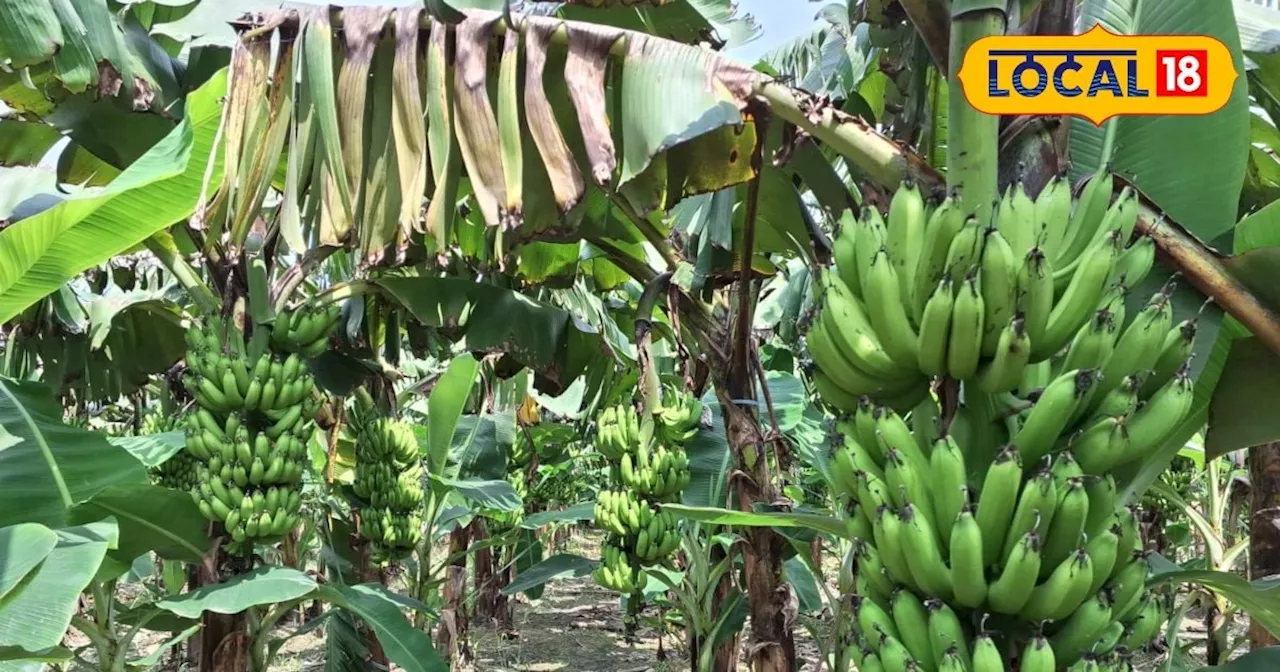 Diseases in Banana: केले की उपज को बुरी तरह प्रभावित कर रही ये बीमारी, किसानों की बढ़ी चिंता