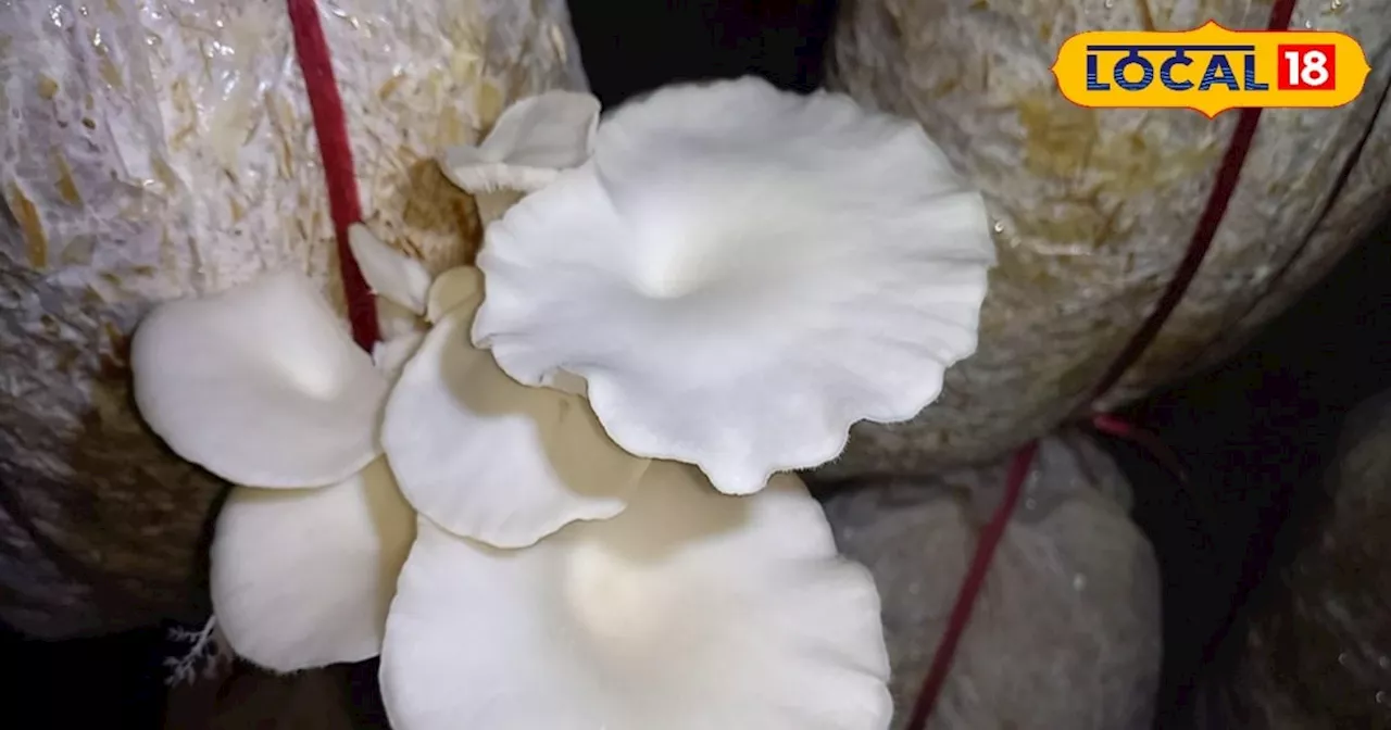 Mushroom Cultivation: सर्दी के मौसम में मशरूम लगाने वाले किसान ध्यान दें, ऐसे करें टेंपरेचर मेंटेन