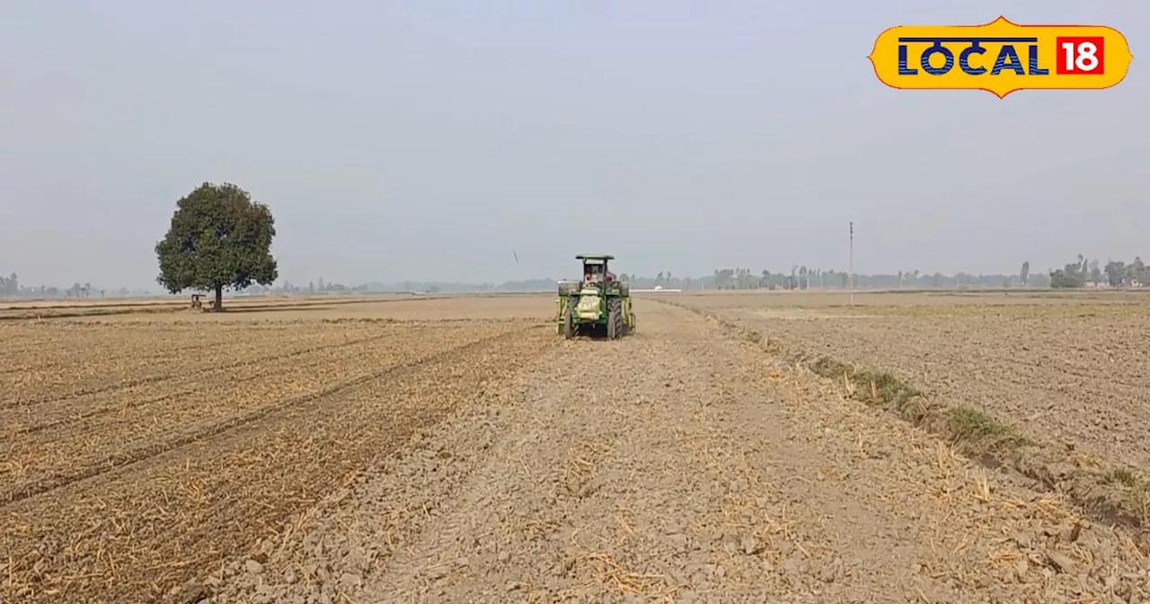 Weeds In Wheat: गेहूं की बुवाई के 72 घंटे बाद करें इस दवा का इस्तेमाल, जानें कैसे करना है छिड़काव?