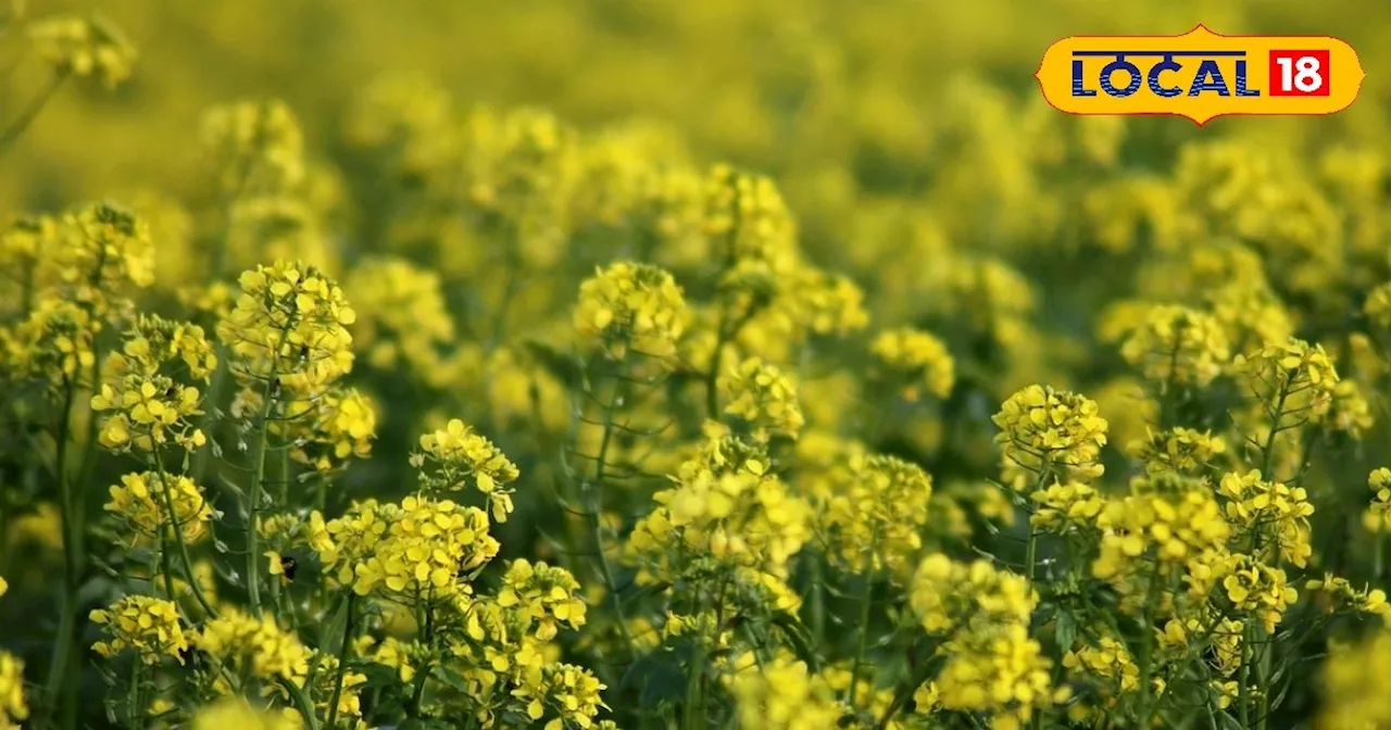 Winter Superfood: सर्दियों का सुपरफूड है सरसों-मेथी का साग, आंख की रोशनी के लिए है रामबाण, चश्मे से मिलेगा ...