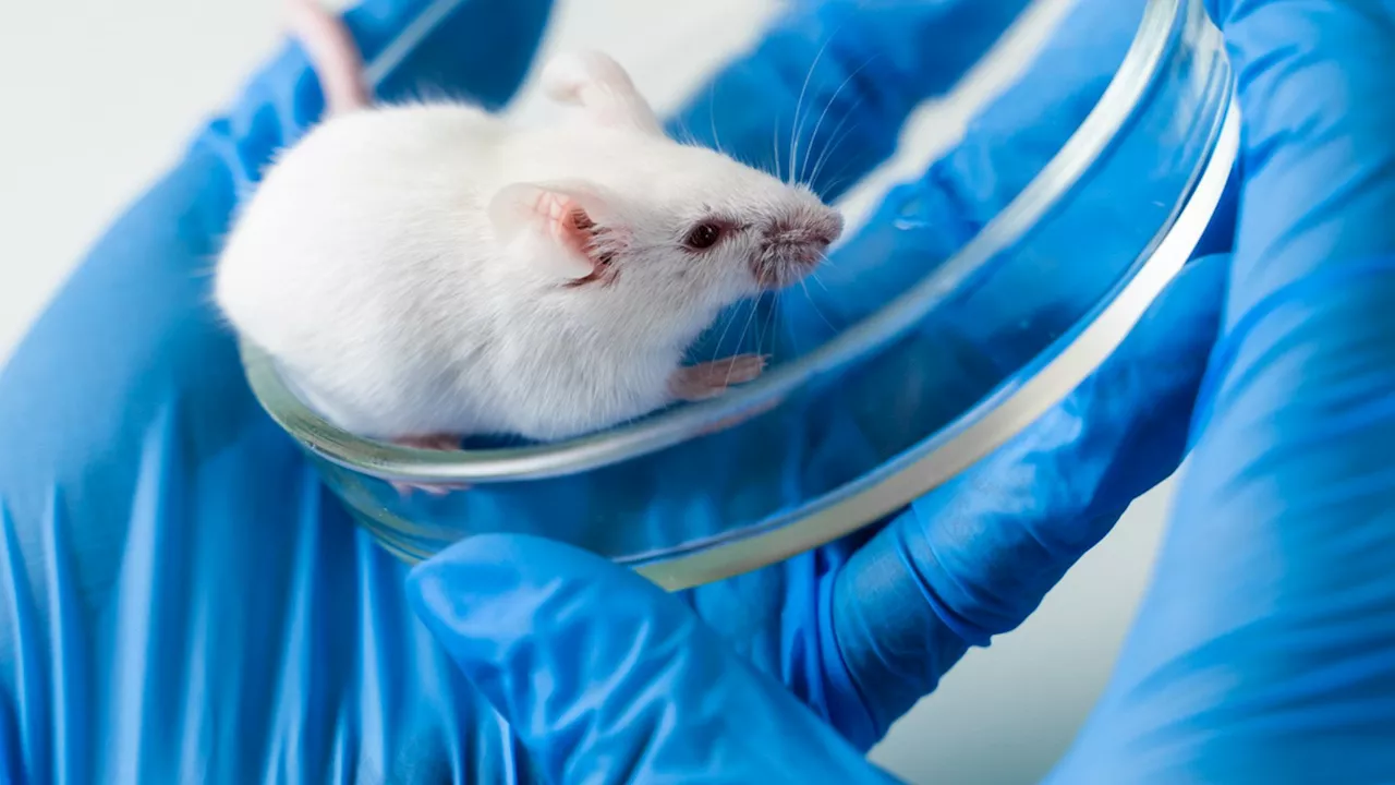 Cocaine-craving rats reveal genetic secrets fueling drug addiction