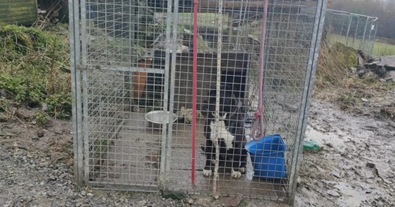 Animals euthanised after 'house of horrors' sanctuary exposed in Waterford