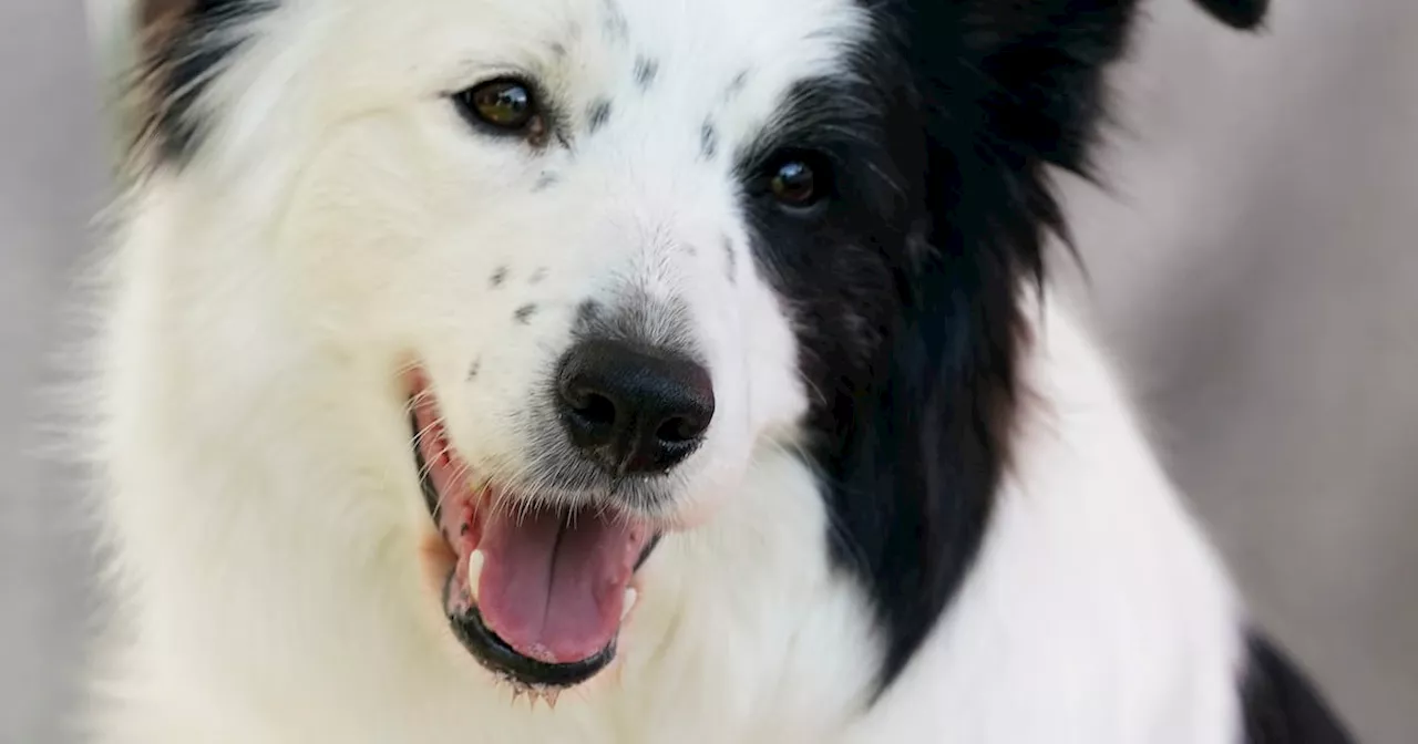 Girl (10) bitten on face by border collie settles High Court claim for €185,000