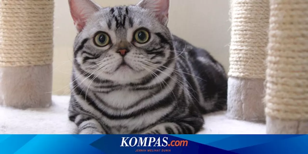 Betulkah Kucing Dapat Bersedih dan Menangis? Ini Penyebabnya