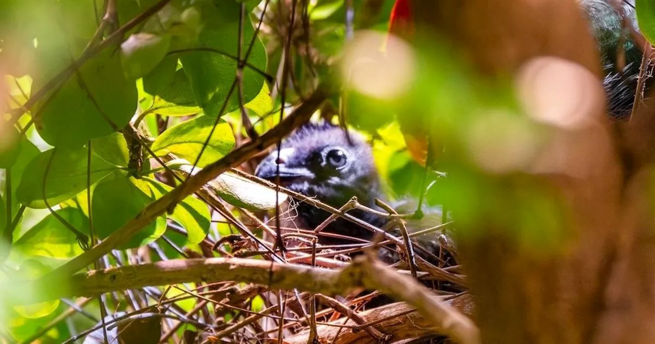 San Francisco's California Academy of Sciences welcomes baby African turaco chick