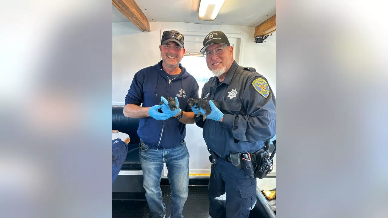 German Shepherd puppies born aboard SF whale-watching tour boat