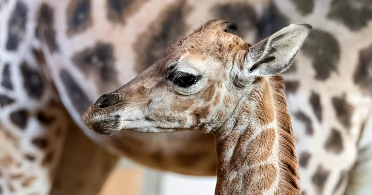 Das 1,70-Meter-Baby: Süßer Giraffennachwuchs im Zoo Schmiding