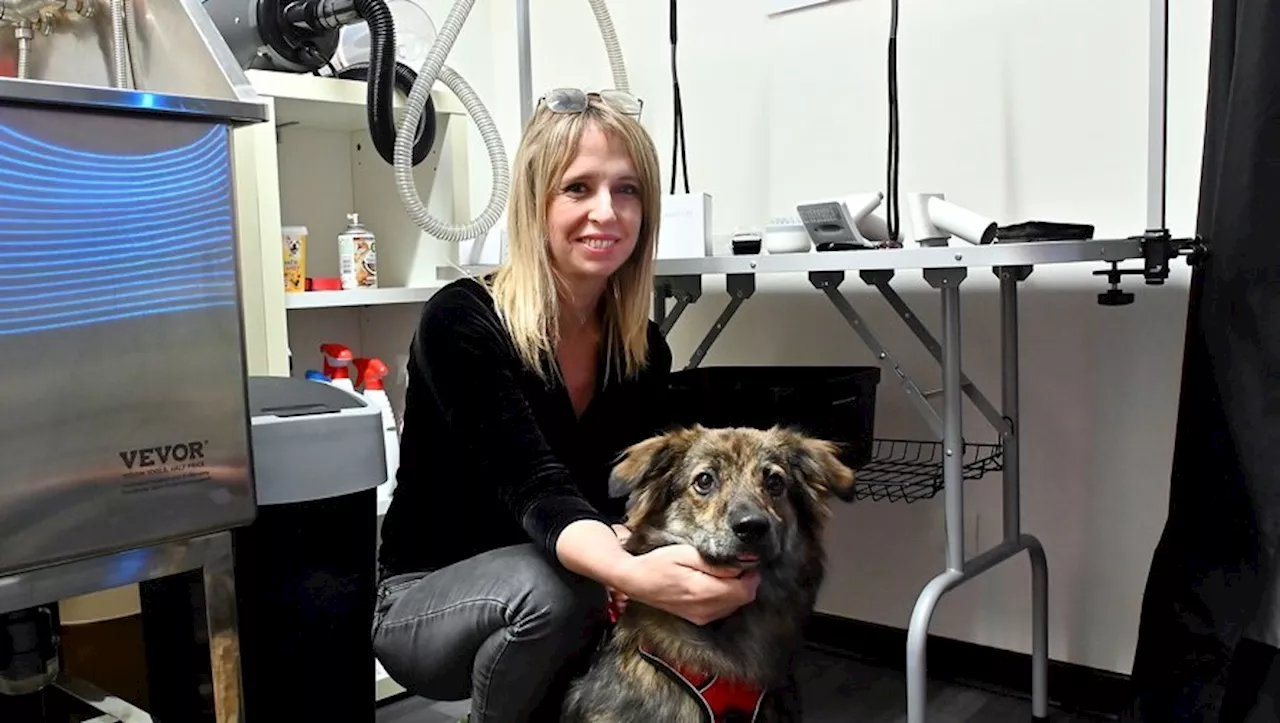 Insolite, une laverie pour chiens en libre-service à Narbonne !